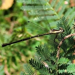 Argiolestidae (family) at QPRC LGA - 10 Jan 2022 01:10 PM