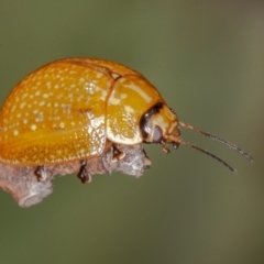 Paropsisterna cloelia (Eucalyptus variegated beetle) at Callum Brae - 10 Jan 2022 by rawshorty