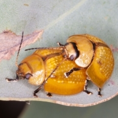 Paropsisterna cloelia at Jerrabomberra, ACT - 10 Jan 2022 12:46 PM