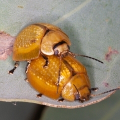 Paropsisterna cloelia at Jerrabomberra, ACT - 10 Jan 2022 12:46 PM