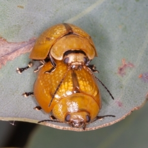 Paropsisterna cloelia at Jerrabomberra, ACT - 10 Jan 2022