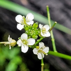 Rorippa laciniata at Monga, NSW - 10 Jan 2022