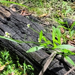 Rorippa laciniata at Monga, NSW - 10 Jan 2022