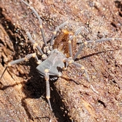 Triaenonychidae (family) (A harvestman) at Monga, NSW - 10 Jan 2022 by trevorpreston