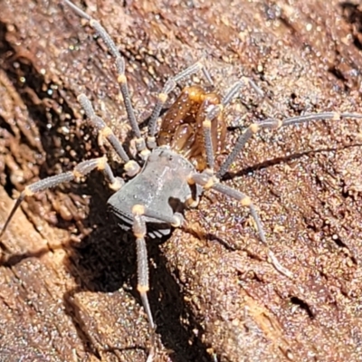 Triaenonychidae (family) (A harvestman) at Monga National Park - 10 Jan 2022 by trevorpreston