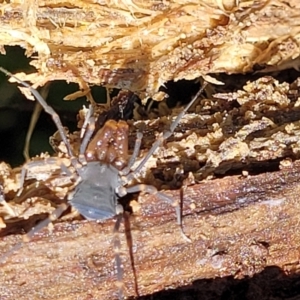 Triaenonychidae (family) at Monga, NSW - 10 Jan 2022 12:39 PM