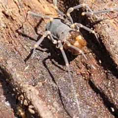 Triaenonychidae (family) at Monga, NSW - 10 Jan 2022