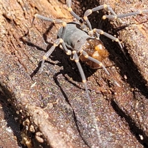 Triaenonychidae (family) at Monga, NSW - 10 Jan 2022 12:39 PM