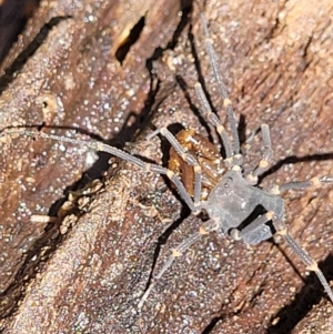 Triaenonychidae (family) at Monga, NSW - 10 Jan 2022