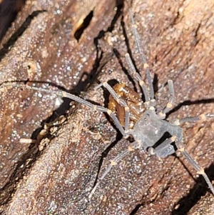 Triaenonychidae (family) at Monga, NSW - 10 Jan 2022 12:39 PM