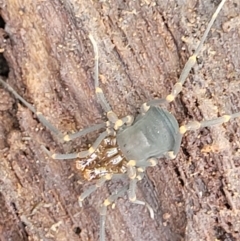 Triaenonychidae (family) at Monga, NSW - 10 Jan 2022 12:39 PM