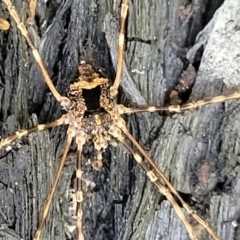 Opiliones (order) (Unidentified harvestman) at QPRC LGA - 10 Jan 2022 by tpreston