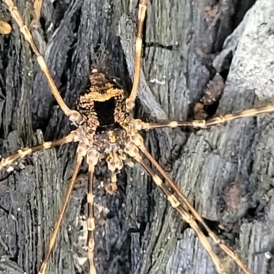 Opiliones (order) (Unidentified harvestman) at Monga, NSW - 10 Jan 2022 by trevorpreston