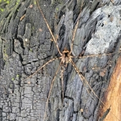 Opiliones (order) at Monga, NSW - 10 Jan 2022