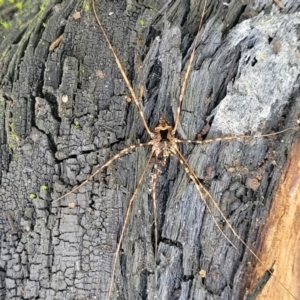 Opiliones (order) at Monga, NSW - 10 Jan 2022 12:39 PM