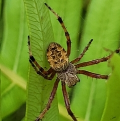 Salsa fuliginata (Sooty Orb-weaver) at Mongarlowe River - 10 Jan 2022 by tpreston