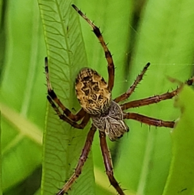 Salsa fuliginata (Sooty Orb-weaver) at Monga, NSW - 10 Jan 2022 by trevorpreston