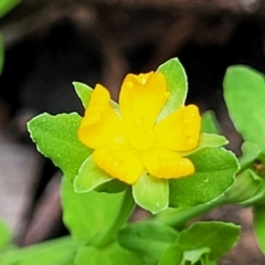 Hypericum japonicum (Creeping St John's Wort) at Monga, NSW - 10 Jan 2022 by trevorpreston