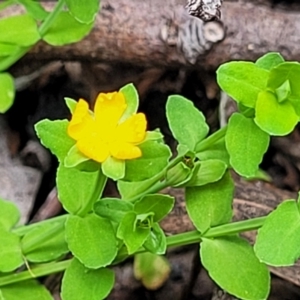 Hypericum japonicum at Monga, NSW - 10 Jan 2022 12:28 PM