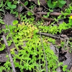 Hypericum japonicum at Monga, NSW - 10 Jan 2022 12:28 PM