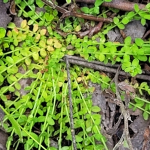 Hypericum japonicum at Monga, NSW - 10 Jan 2022 12:28 PM