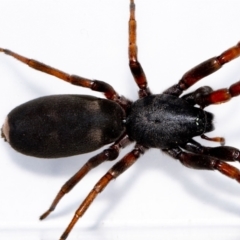 Lampona cylindrata (White-tailed Spider) at Jerrabomberra, NSW - 31 Oct 2021 by MarkT