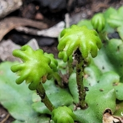 Asterella drummondii (A thallose liverwort) at Monga, NSW - 10 Jan 2022 by trevorpreston