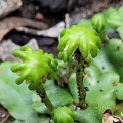 Asterella drummondii (A thallose liverwort) at QPRC LGA - 10 Jan 2022 by tpreston