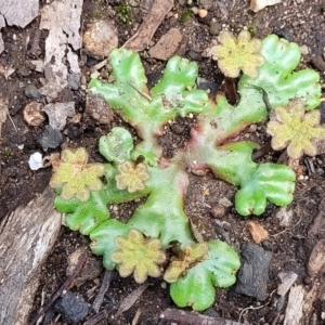 Marchantia sp. (genus) at Monga, NSW - 10 Jan 2022