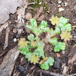 Marchantia sp. (genus) at Monga, NSW - 10 Jan 2022