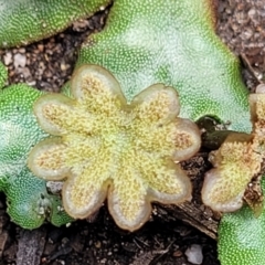 Marchantia sp. (genus) at Monga, NSW - 10 Jan 2022 12:27 PM