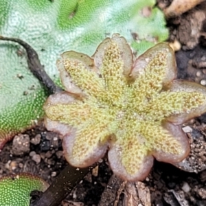 Marchantia sp. (genus) at Monga, NSW - 10 Jan 2022