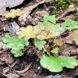 Marchantia sp. (genus) at Monga, NSW - 10 Jan 2022 12:27 PM