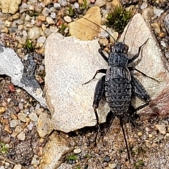 Eurepa marginipennis (Mottled bush cricket) at QPRC LGA - 10 Jan 2022 by tpreston