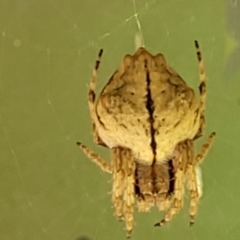 Socca pustulosa (Knobbled Orbweaver) at Monga National Park - 10 Jan 2022 by trevorpreston