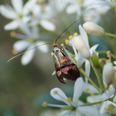 Nemophora sparsella (An Adelid Moth) at Mount Painter - 9 Jan 2022 by CathB