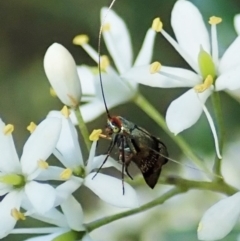 Nemophora sparsella at Cook, ACT - 9 Jan 2022 05:06 PM