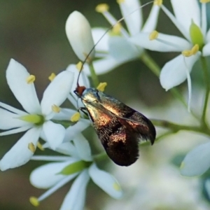 Nemophora sparsella at Cook, ACT - 9 Jan 2022 05:06 PM