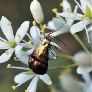 Nemophora sparsella at Cook, ACT - 9 Jan 2022 05:06 PM