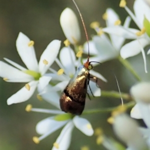 Nemophora sparsella at Cook, ACT - 9 Jan 2022 05:06 PM