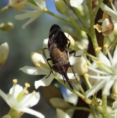 Stomorhina sp. (genus) (Snout fly) at Mount Painter - 9 Jan 2022 by CathB