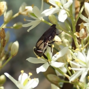 Stomorhina sp. (genus) at Cook, ACT - 9 Jan 2022