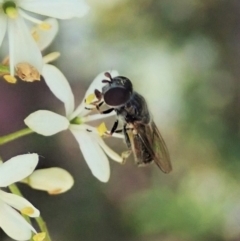 Unidentified True fly (Diptera) at Mount Painter - 9 Jan 2022 by CathB