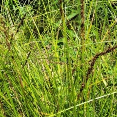 Carex tereticaulis (Poongort) at Monga, NSW - 10 Jan 2022 by trevorpreston