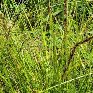 Carex tereticaulis at Monga, NSW - 10 Jan 2022 12:24 PM