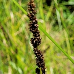 Carex tereticaulis at Monga, NSW - 10 Jan 2022 12:24 PM