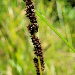 Carex tereticaulis at Monga, NSW - 10 Jan 2022 12:24 PM