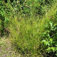 Carex tereticaulis at Monga, NSW - 10 Jan 2022 12:24 PM