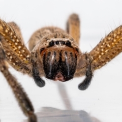 Neosparassus calligaster (Beautiful Badge Huntsman) at QPRC LGA - 31 Oct 2021 by MarkT