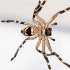 Neosparassus calligaster at Jerrabomberra, NSW - suppressed